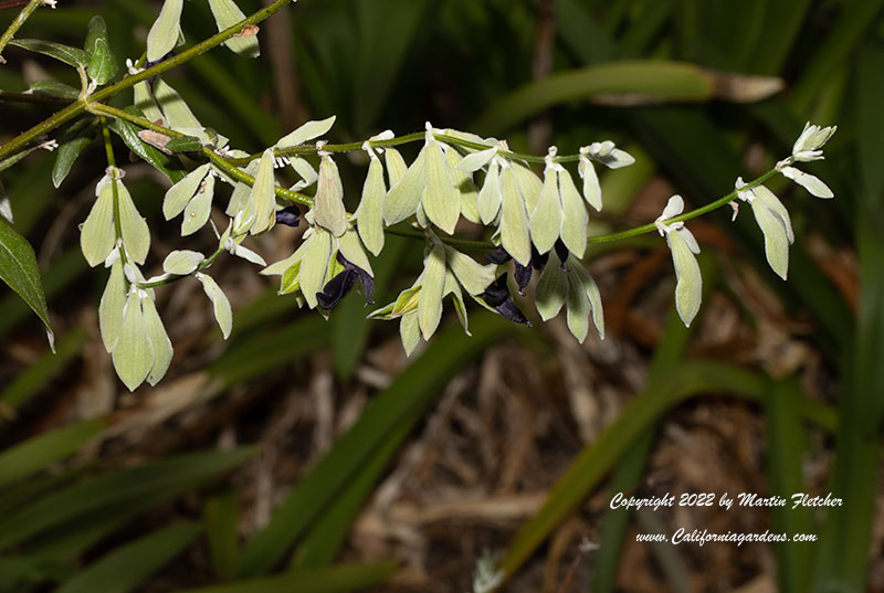 Salvia discolor