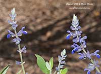 Salvia flocculosa Ecuador, Ecuador Sage