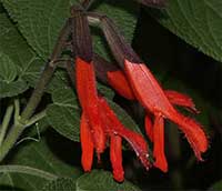 Salvia gesneriiflora, Mexican Scarlet Sage