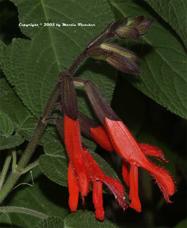 Salvia gesneriiflora, Mexican Scarlet Sage