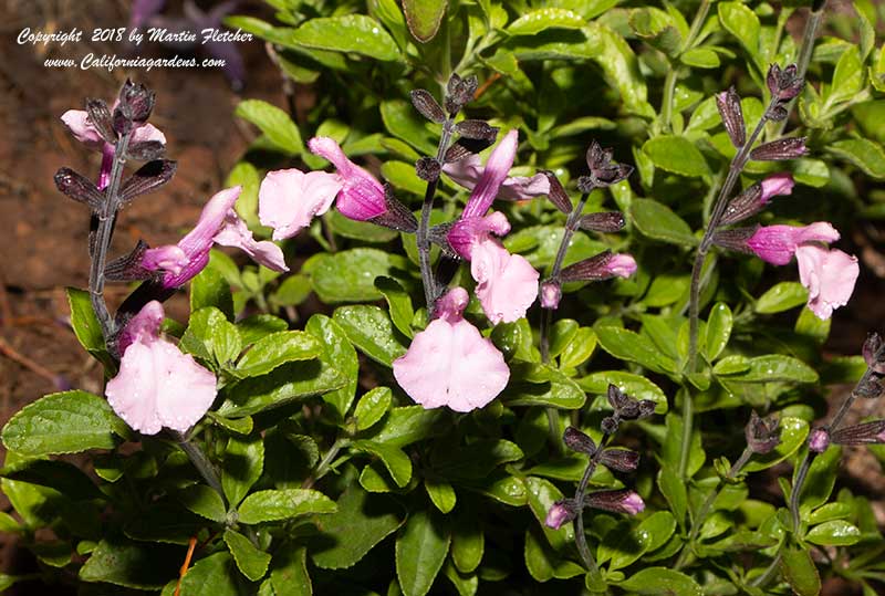 Salvia greggii La Playa Rosa