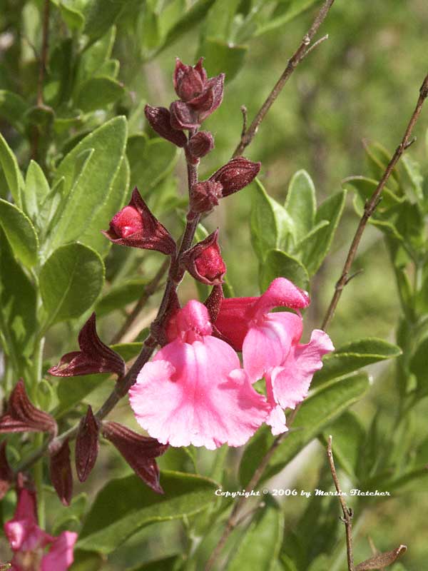 Salvia greggii Annie, Pink Autumn Sage