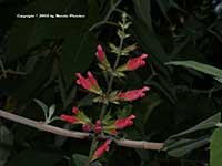 Salvia karwinskii, Karwinski's Sage