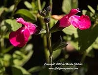 Salvia lemmonii, Lemmon's Sage