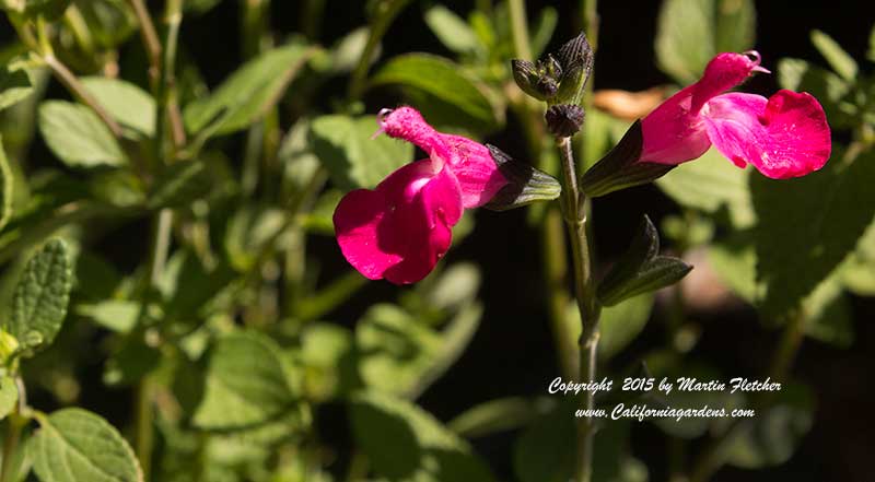 Salvia lemmonii, Lemmon's Sage