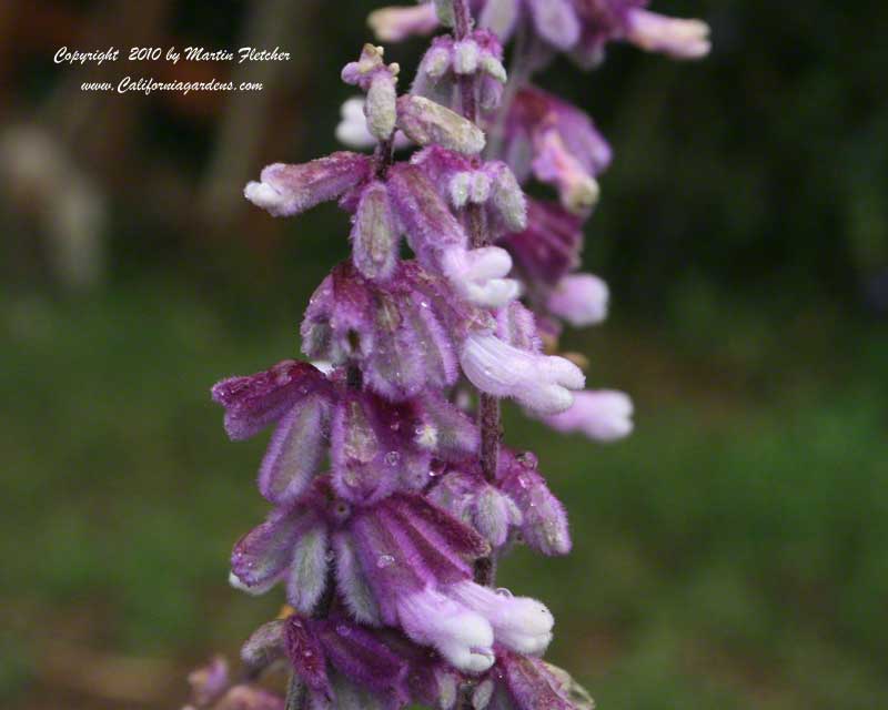 Salvia leucantha Santa Barbara, Dwarf Mexican Sage