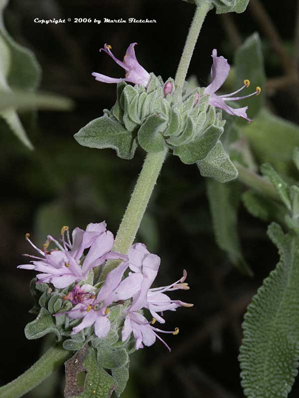 Salvia leucophylla Point Sal Spreader