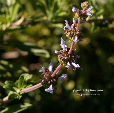 Salvia Green Carpet, Green Carpet Creeping Sage, California Native sage