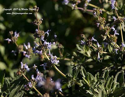 Salvia mellifera Skylark