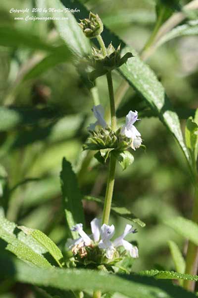 Salvia mellifera, Black Sage