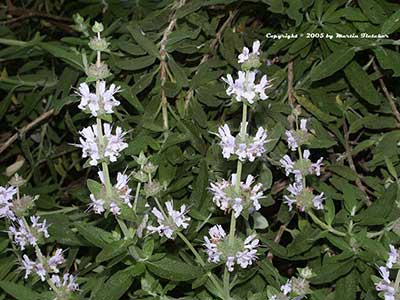 Salvia mellifera Terra Seca, Dwarf Black Sage, California Native species