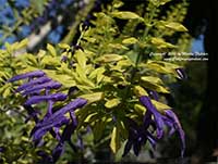 Salvia mexicana Limelight, Limelight Mexican Sage