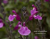 Salvia microphylla Dark Dancer, Dark Dancer Sage