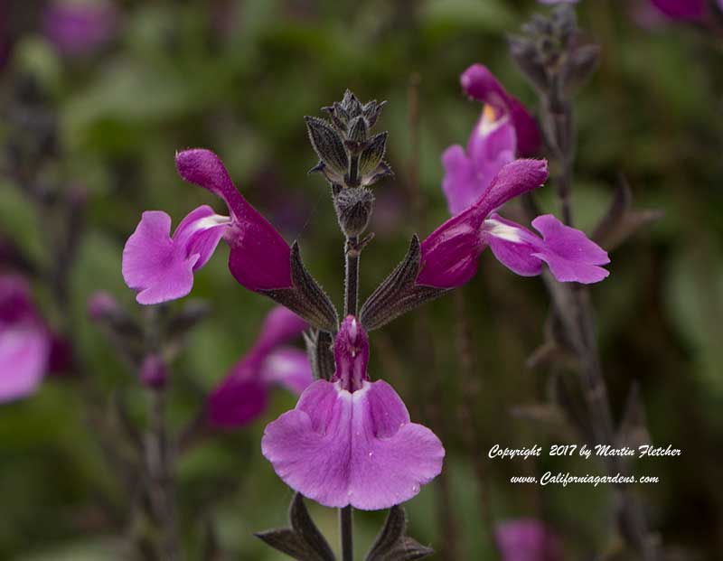 Salvia microphylla Dark Dancer