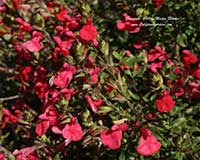 Salvia microphylla Maraschino, Maraschino Sage