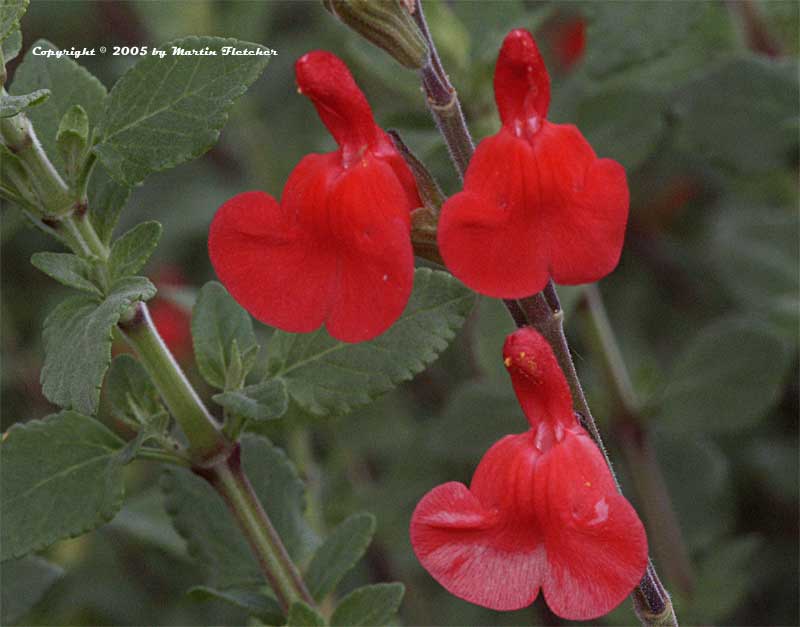 Salvia maraschino, Cherry Sage