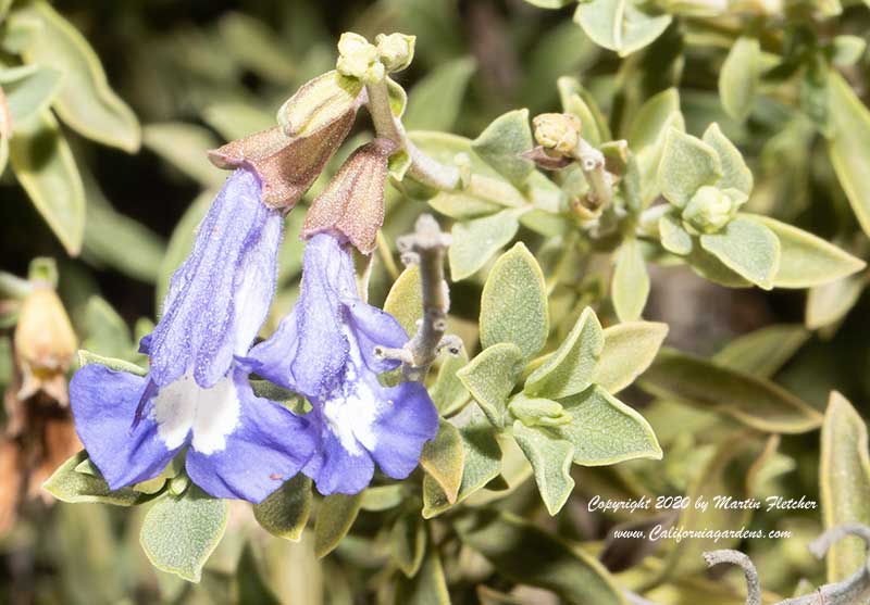 Salvia muirii, Wild Sage