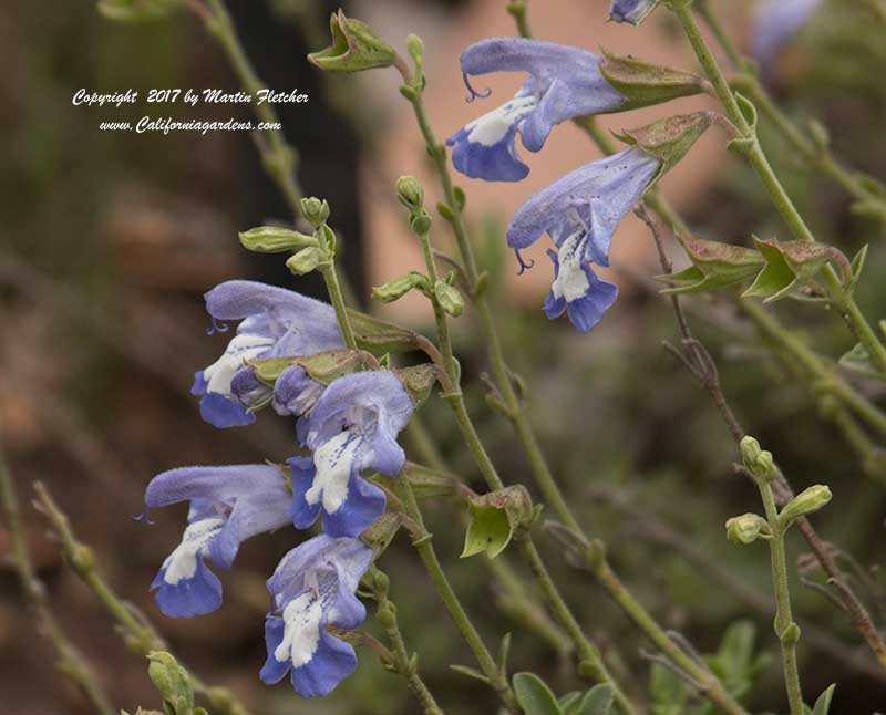 Salvia muirii, Wild Sage