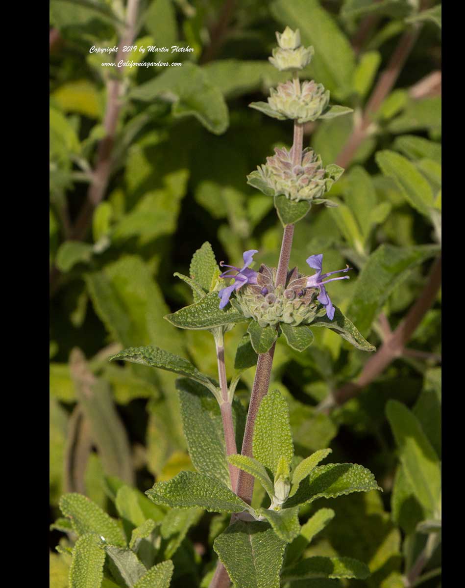 Salvia munzii, San Miguel Mountain Sage, Munz's Sage