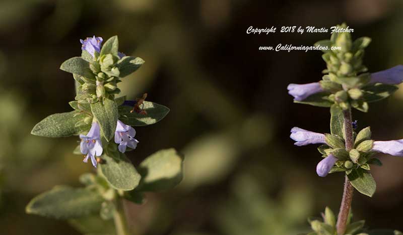 Salvia munzii, San Diego Sage, Munz's Sage