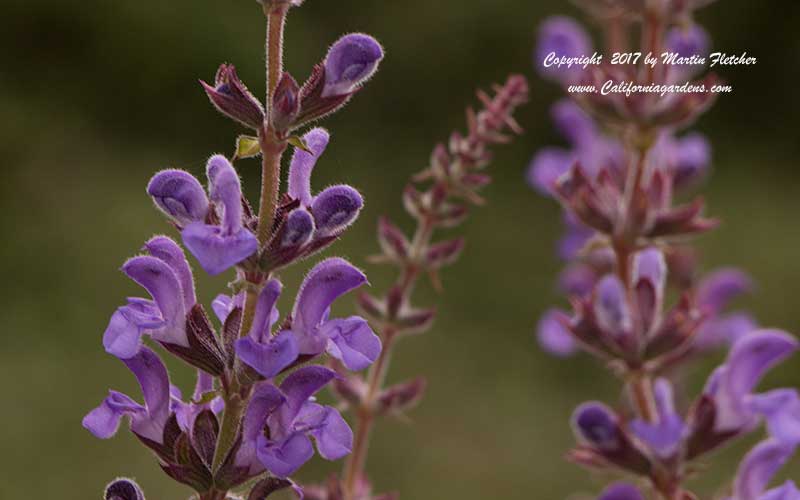 Salvia nemorosa