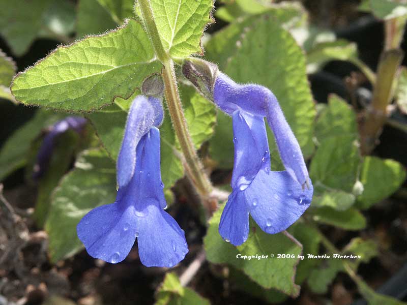 Salvia patens, Gentian Sage