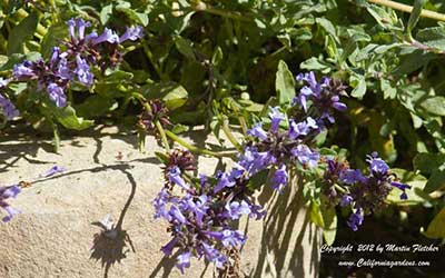 Salvia Pozo Blue