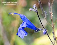 Salvia sagittata, Arrow Leaf Sage
