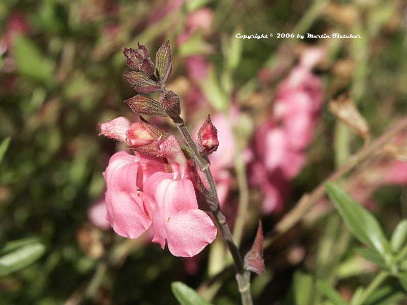 Salvia greggii San Takao