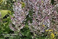 Salvia sclarea, Clary Sage
