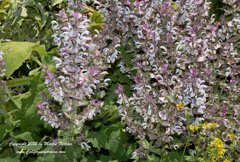 Salvia sclarea, Clary Sage