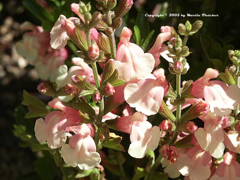 Salvia Sierra de San Antonio