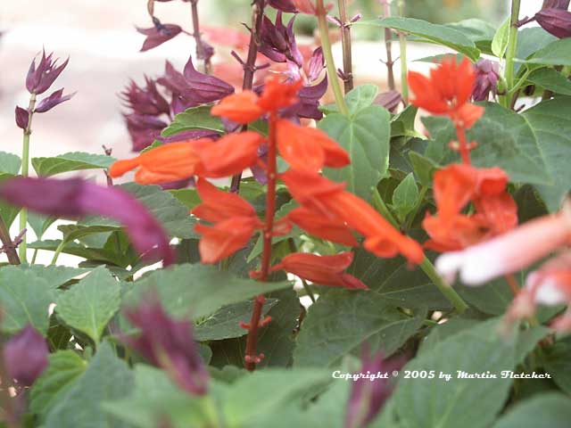 Salvia splendens, Scarlet Sage