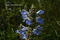 Salvia uliginosa, Blue Spike Sage, Swamp Sage