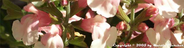List of Salvias and Sages for the Garden