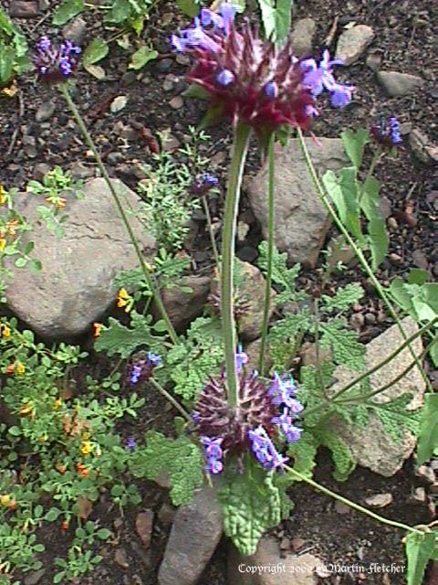 Salvia columbariae, Chia
