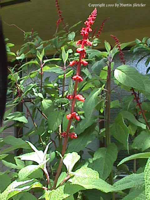 Salvia confertiflora