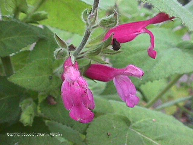 Salvia dorisiana