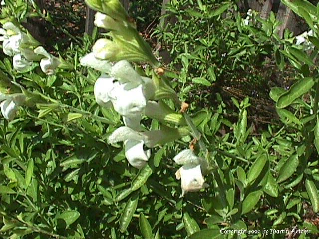 Salvia greggii alba