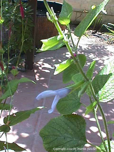 Salvia guaranitica Argentine skies