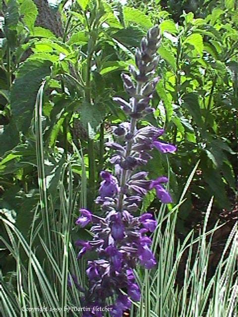 Salvia Indigo Spires