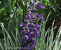 Salvia Indigo Spires, Indigo Spires Sage