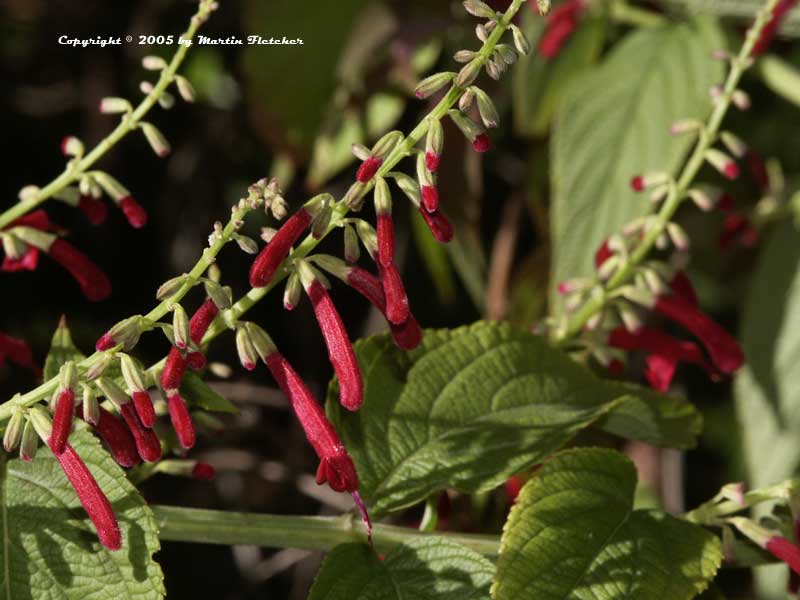 Salvia iodantha, Mexican Fuchsia Sage