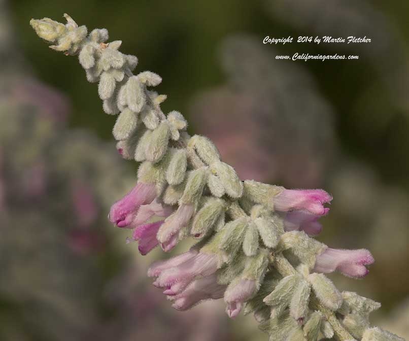 Salvia leucantha Danielle's Dream
