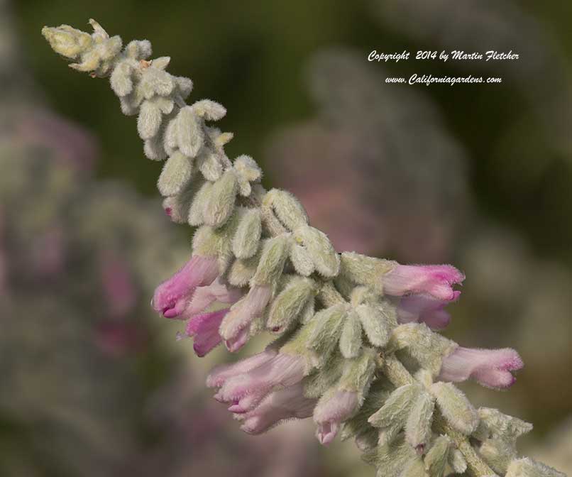 Salvia leucantha Danielle's Dream