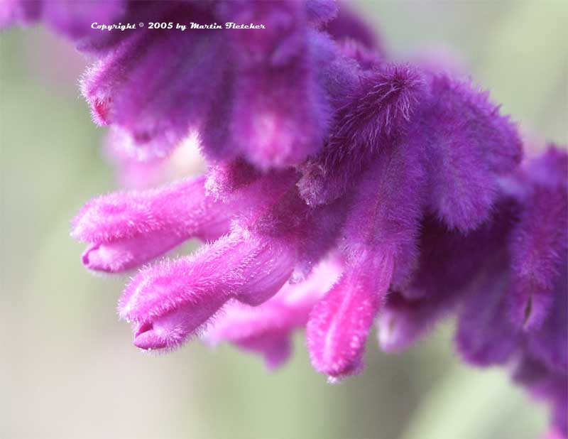 Salvia leucantha Midnight