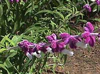 Salvia leucantha, Mexican Sage