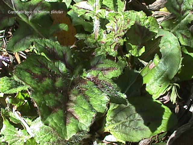 Salvia lyrata, Meadow Sage, Cancer Weed