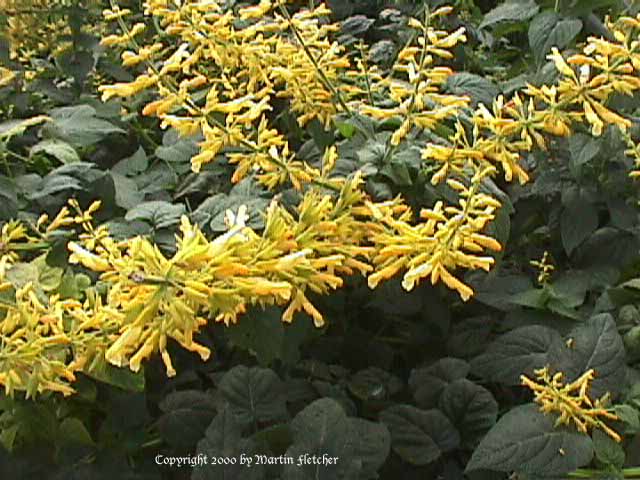 Salvia madrensis, Forsythia Sage
