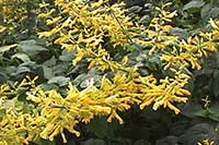Salvia madrensis, Forsythia Sage